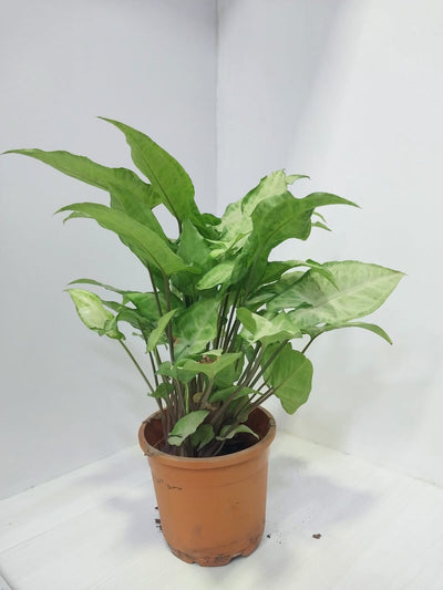 Urban plants Set of 5 Big white Syngonium plant with pot
