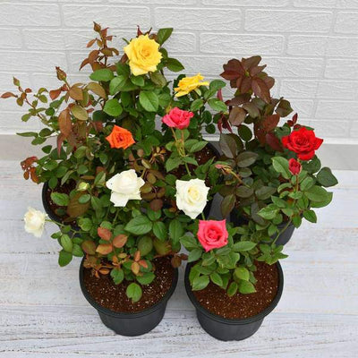 Set-of-5-Enchanting-Roses-Urban-Plants