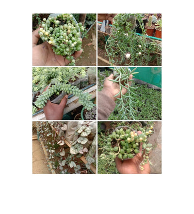 Urban Plants Set of 6 cute hanging succulents