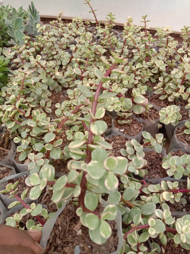 Urban Plants Set of 6 Rare hanging succulents