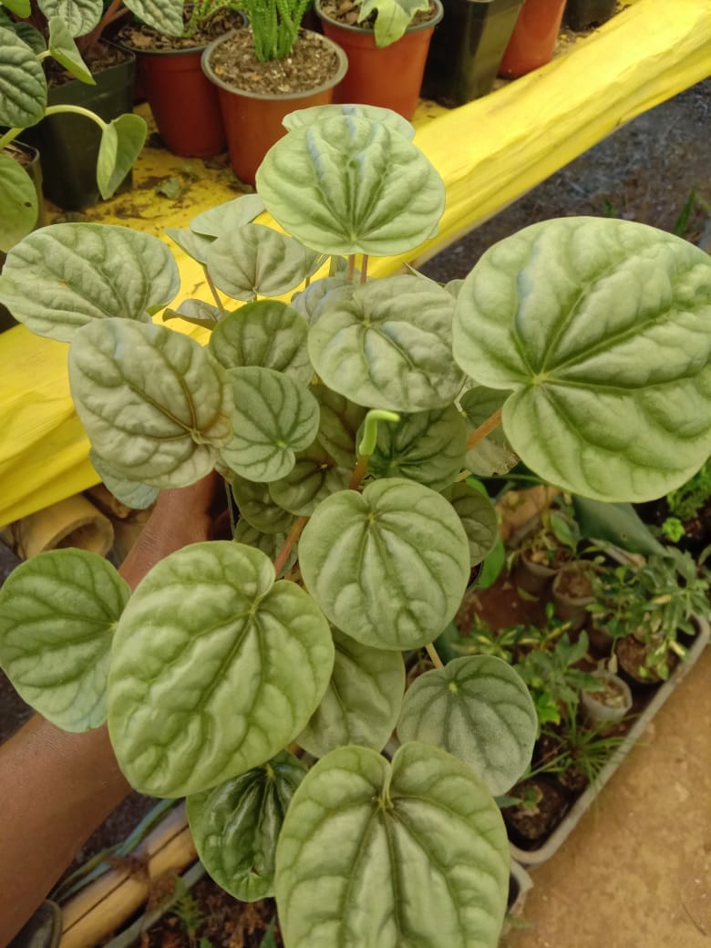 Urban Plants Set of 6 Rare hanging succulents