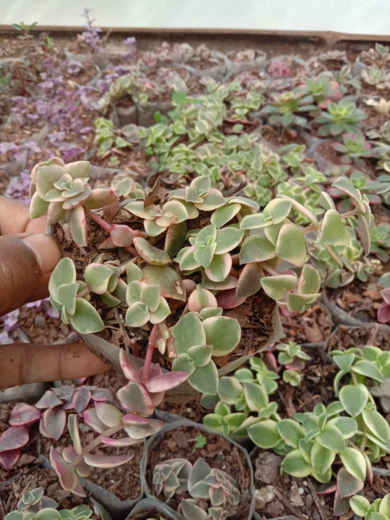 Urban Plants Set of 6 Rare hanging succulents