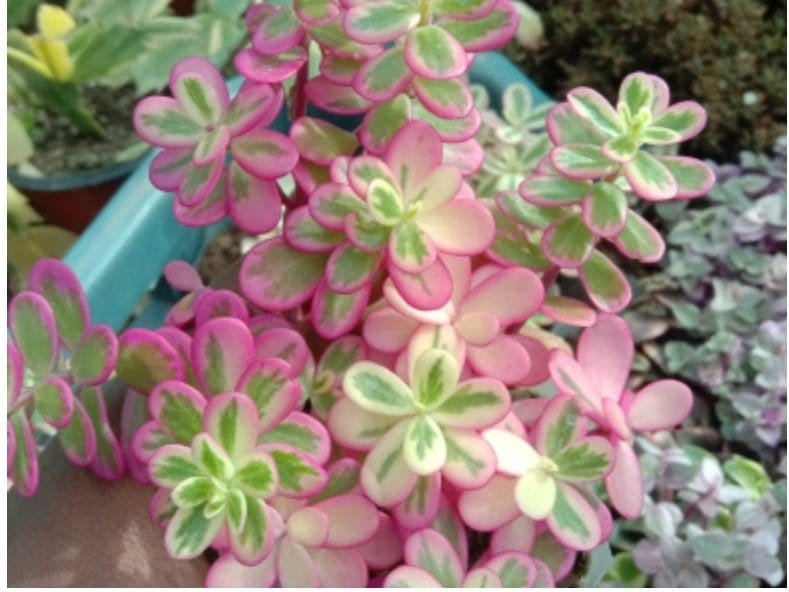 Urban Plants Set of 6 Rare hanging succulents