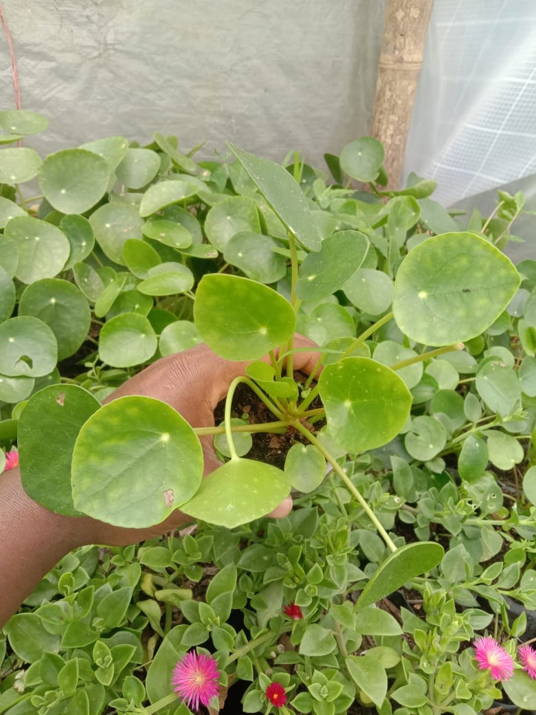 Urban Plants Set of 6 Rare succulent