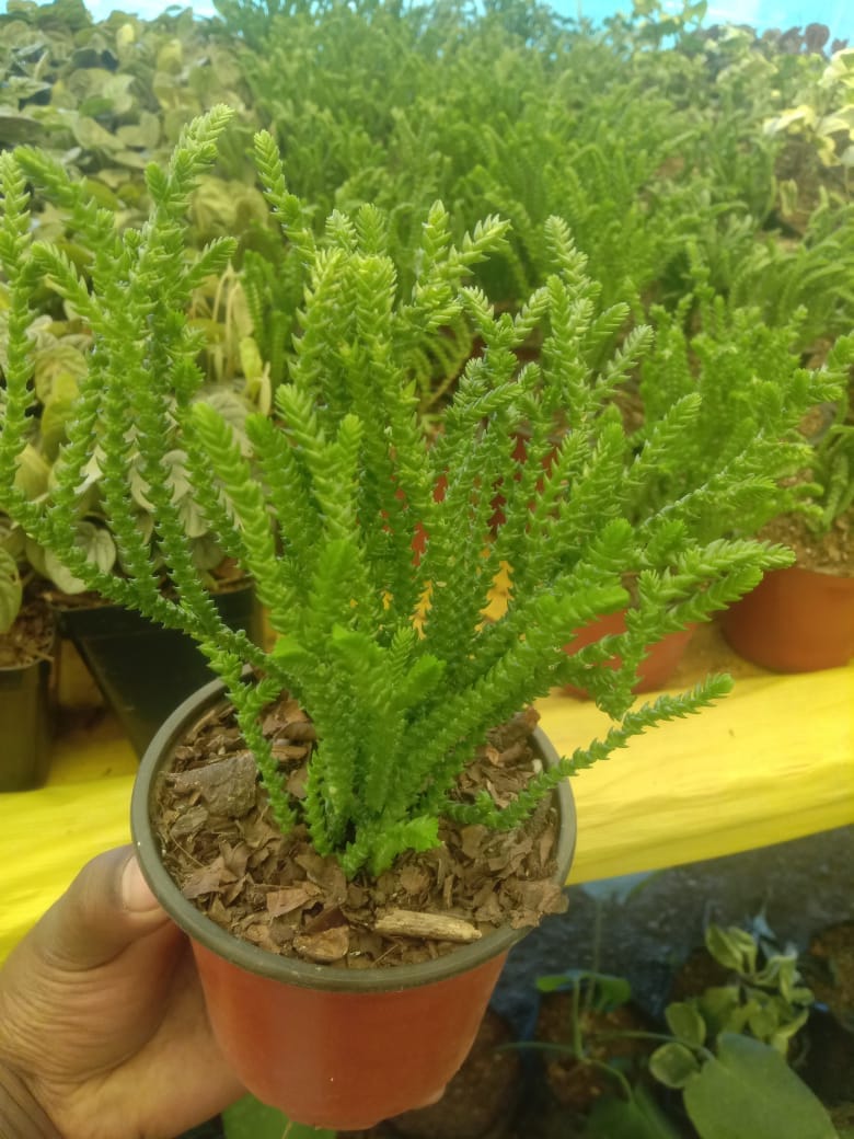 Urban Plants Set of 6 Rare succulent
