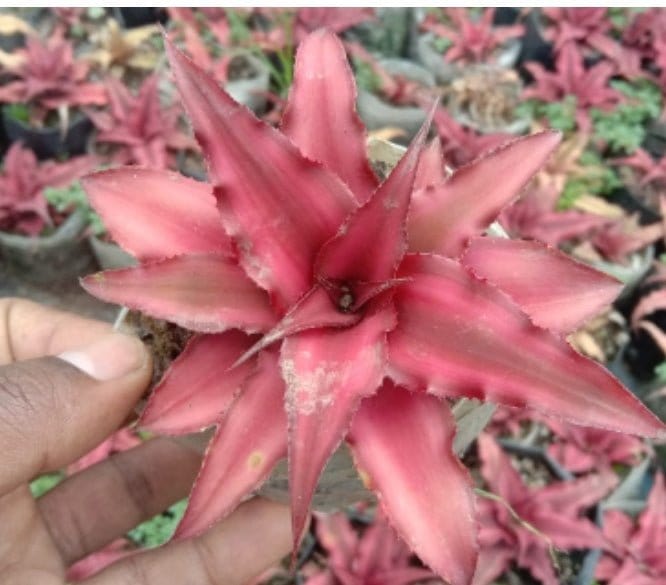 Urban Plants Set of 6 Rare succulent