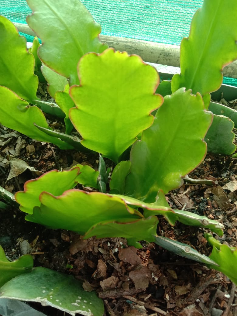 Urban Plants Set of 6 Rare succulent