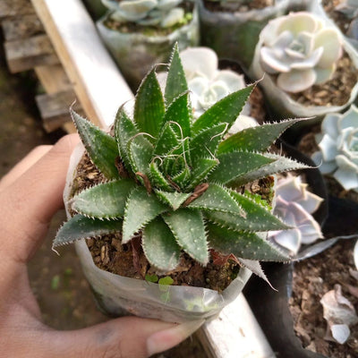Urban Plants Succulent plant Succulent Combo Set Buy Succulents Combo Set Online