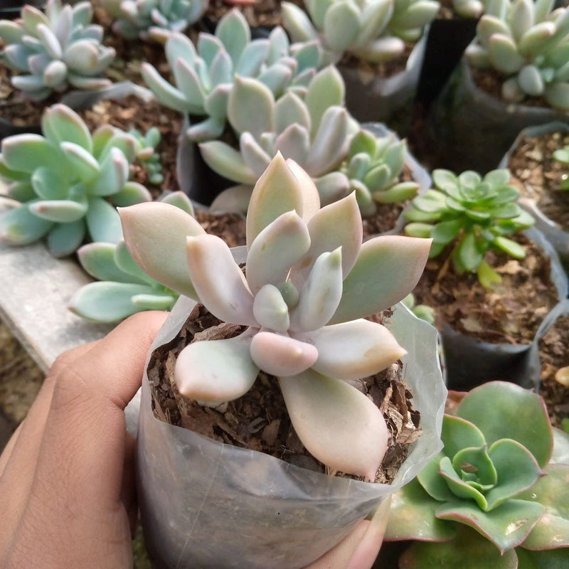 Urban Plants Succulent plant Succulent Combo Set Buy Succulents Combo Set Online