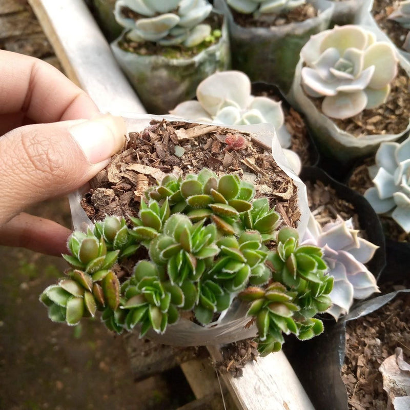 Urban Plants Succulent plant Succulent Combo Set Buy Succulents Combo Set Online