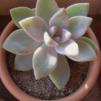 Urban Plants SUCCULENTS Buy Combo of 8 Succulents Buy Combo of 8 Succulents Online