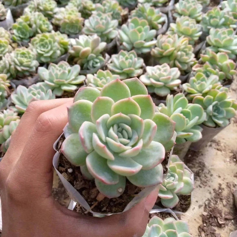 Urban Plants SUCCULENTS Buy Combo of 8 Succulents Buy Combo of 8 Succulents Online