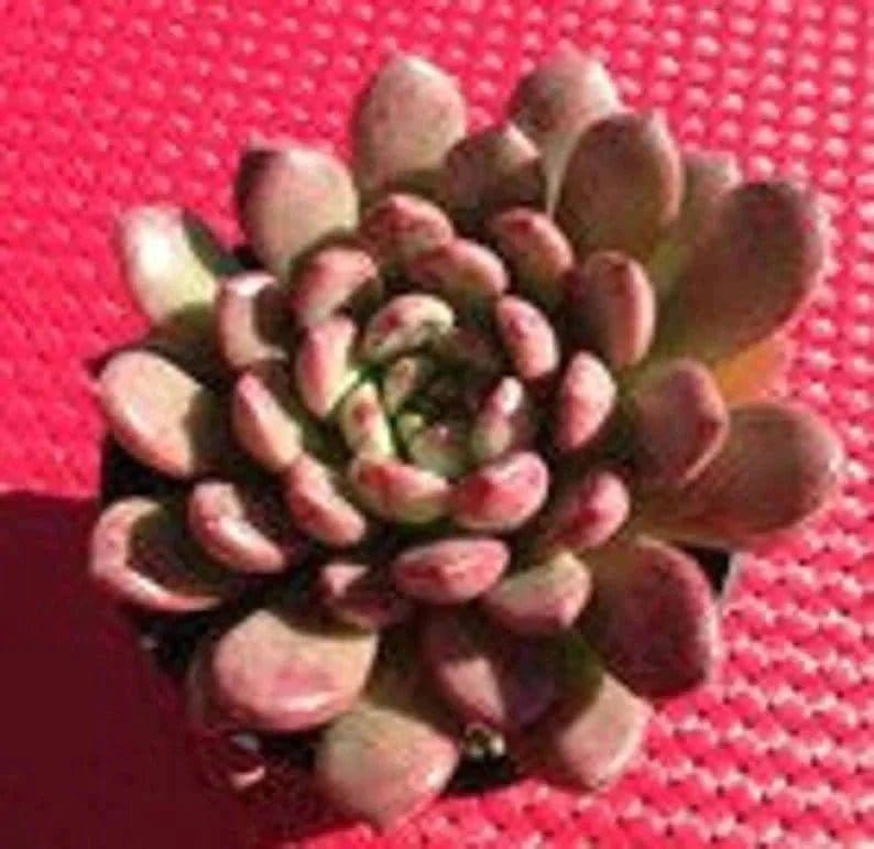 Urban Plants SUCCULENTS Buy Combo of 8 Succulents Buy Combo of 8 Succulents Online