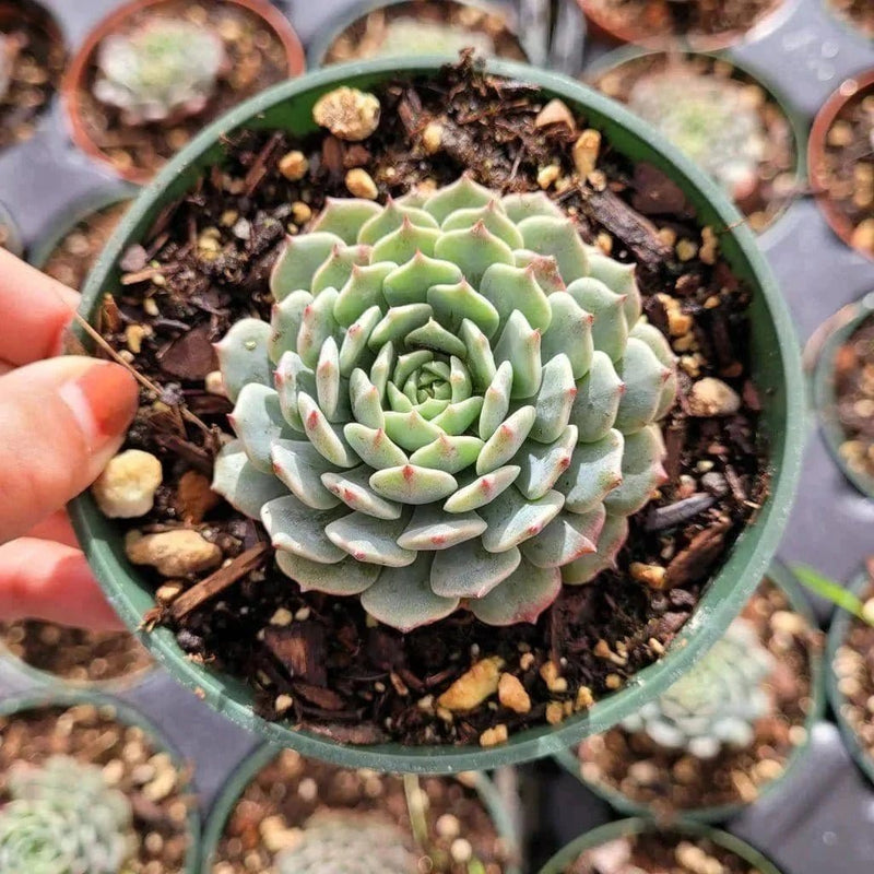 Urban Plants SUCCULENTS Buy Combo of 8 Succulents Buy Combo of 8 Succulents Online