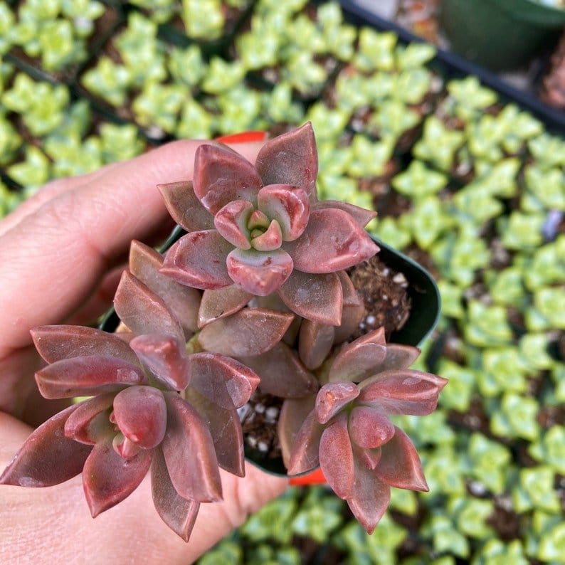 Urban Plants SUCCULENTS Buy Combo of 8 Succulents Buy Combo of 8 Succulents Online