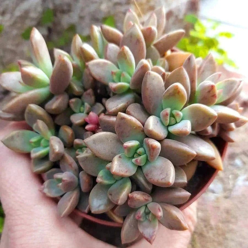 Urban Plants SUCCULENTS Buy Combo of 8 Succulents Buy Combo of 8 Succulents Online