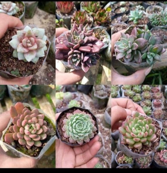 Urban Plants SUCCULENTS Buy Combo of 8 Succulents Buy Combo of 8 Succulents Online