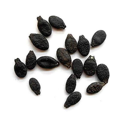 Urban Plants Torai seeds (desi)