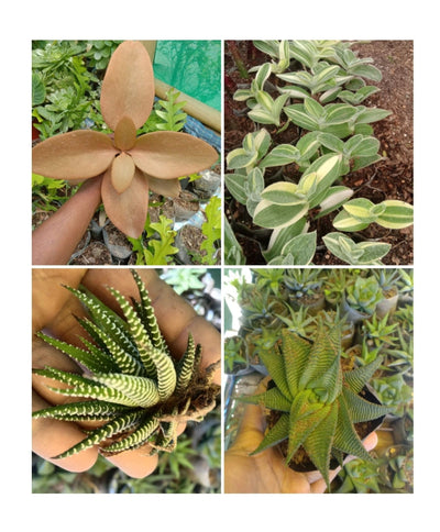 Urban Plants Trendy Succulents set of 4 (Bare-rooted)