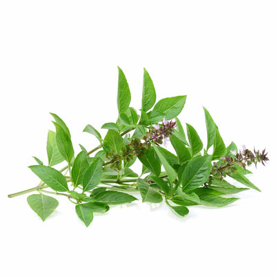Tulsi-Seeds-(Holy Basil)-Buy-Tulsi-Seeds-(Holy Basil)-Urban-Plants