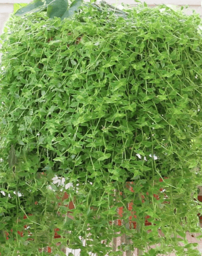 Urban Plants Turtle Vine Plant Turtle Vine Plant