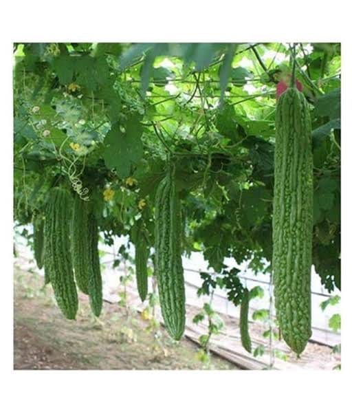 Urban Plants Vegetable Seeds Bitter Gourd, Karela Seeds (10 seeds) Bitter Gourd, Karela Seeds (10 seeds)-Urban Plants
