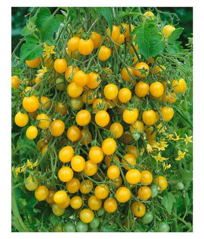 Urban Plants Yellow tomato seeds Yellow tomato seeds-Urban Plants