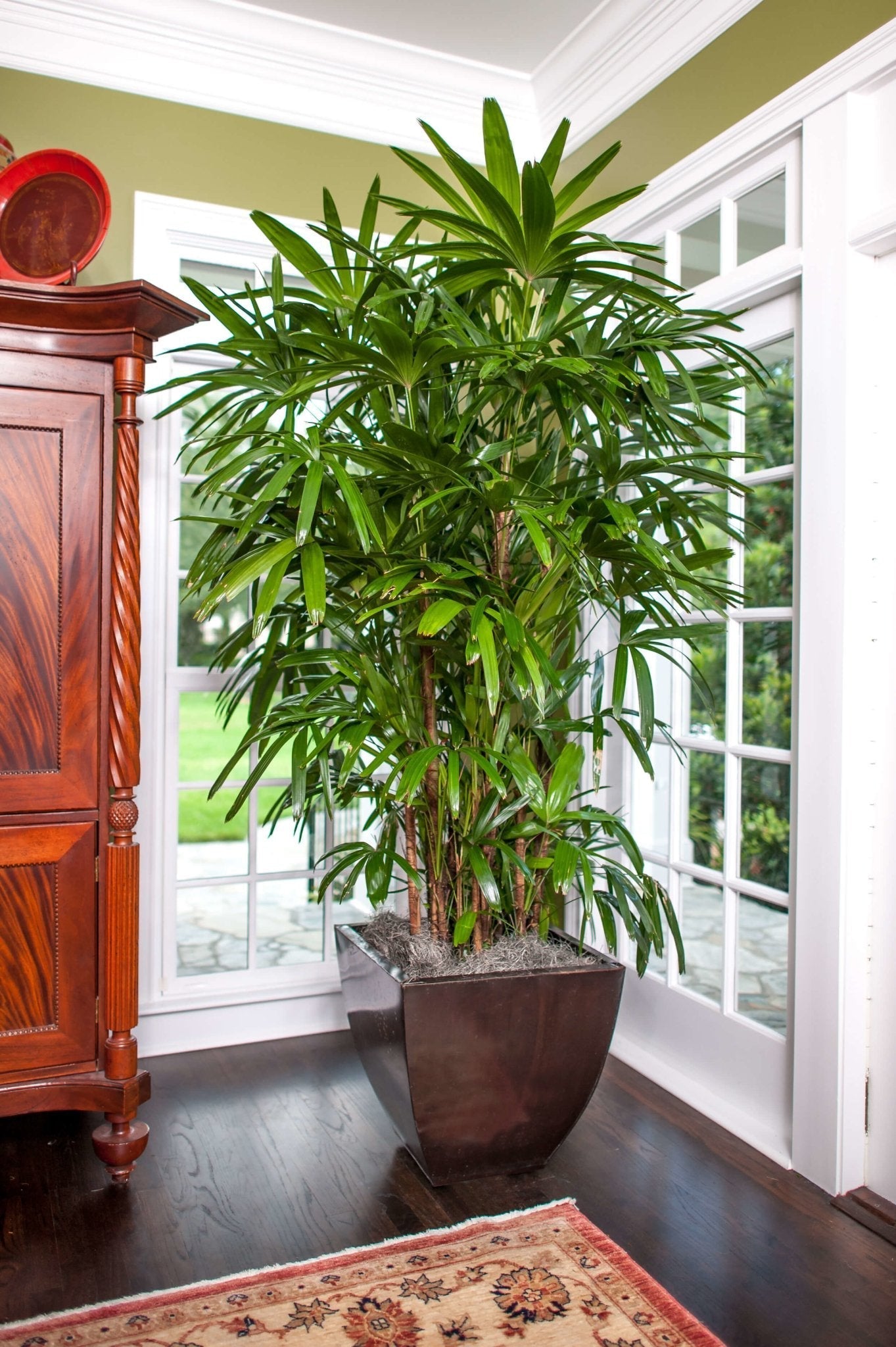 10 Large Indoor Plants Urban Plants Collections Urban Plants™