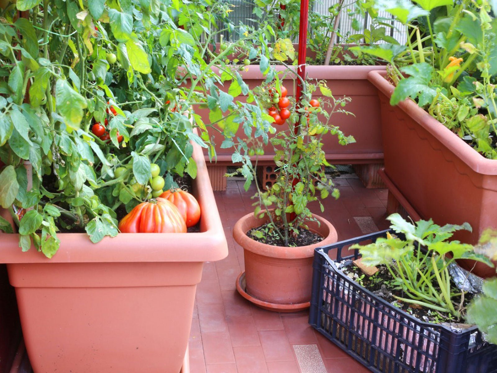 33 Best Container Vegetables You Can Grow Easily - Urban Plants™