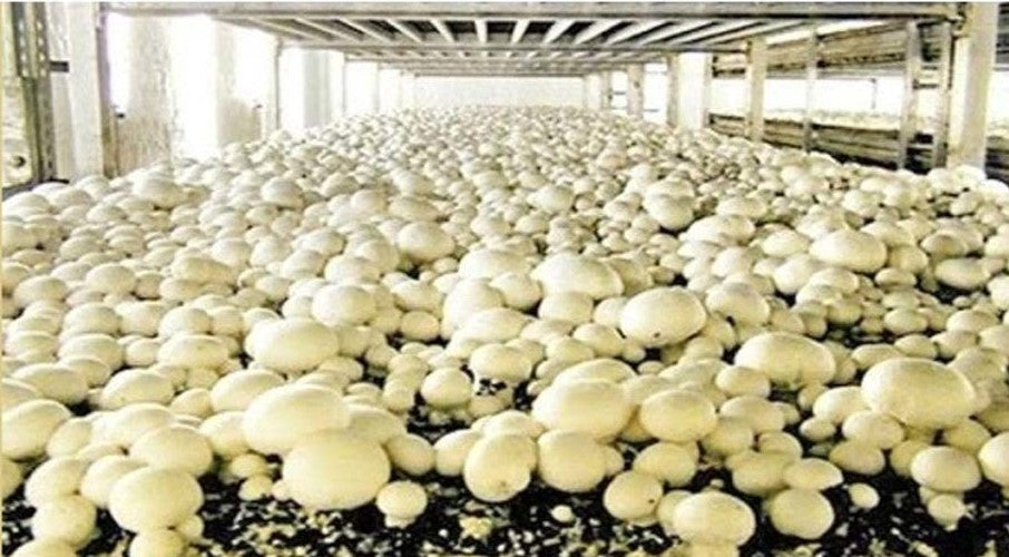 Polyhouse Mushroom Farming for Profit, A Full Guide - Urban Plants ...