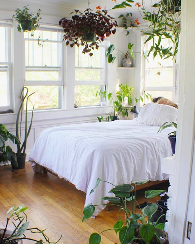 Best Bedroom Plants | Plants for Bedroom to Clean Air - Urban Plants™