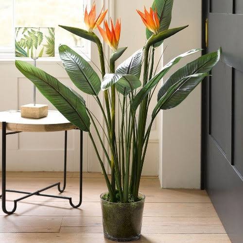 Bird of paradise blooming season in India - Urban plants - Urban Plants™