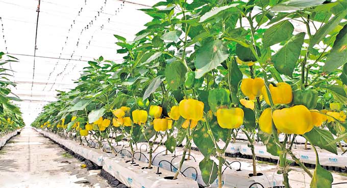 Capsicum Farming in Polyhouse (Bell Pepper) for Profit-Urban Plants ...