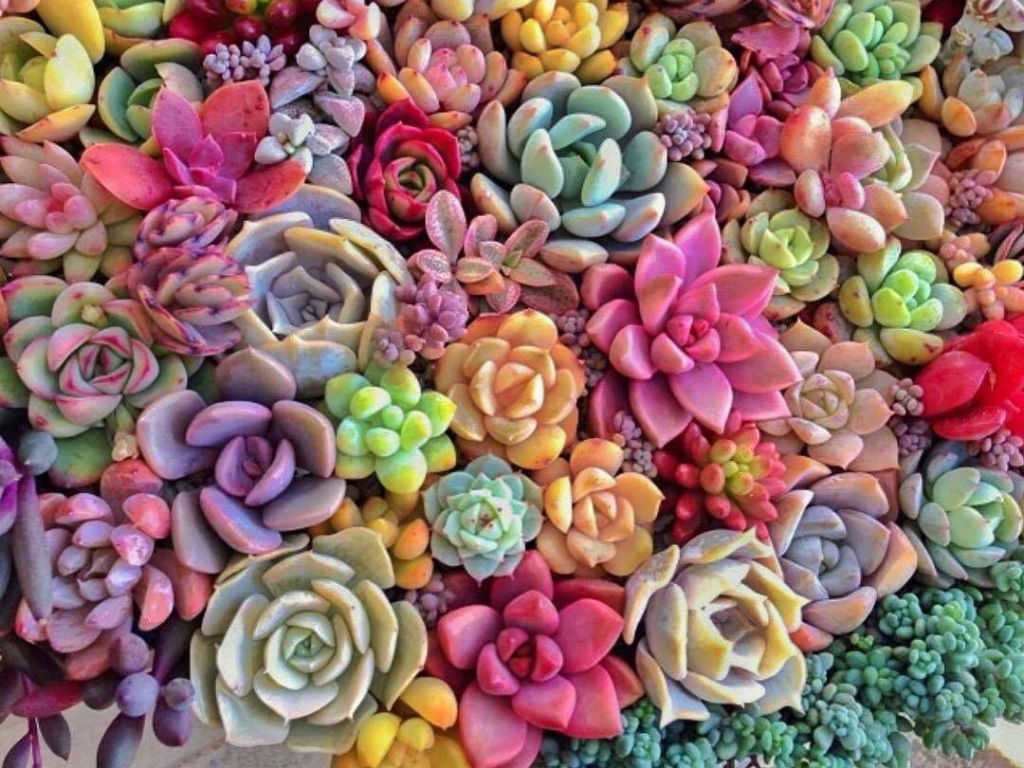 Colorful Succulents That Are Incredibly Beautiful Urban Plants™