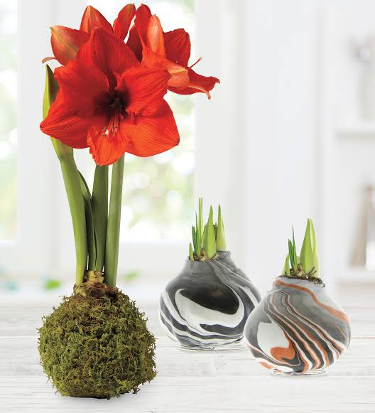 How to and Care for Amaryllis Plant - Urban plants - Urban Plants™