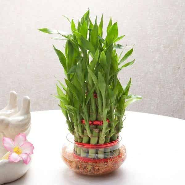 How To Grow And Care For Lucky Bamboo Indoor Plants For Good Luck-Urban ...