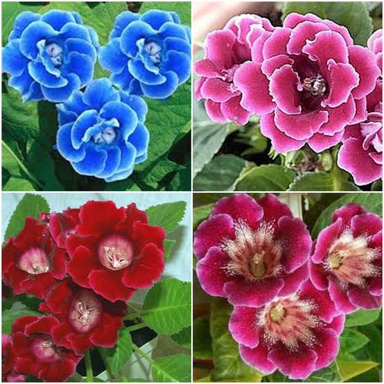 How to Grow and Care for The Gloxinia Plant Urban plants Urban Plants™