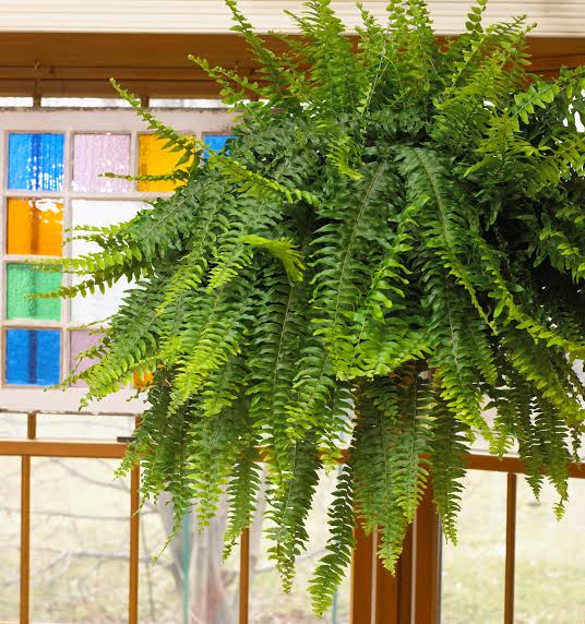 Indoor Boston Fern Care Tips and Maintenance. - Urban Plants™