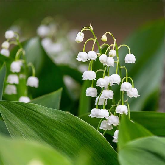 Lily of the Valley grow tips and care Urban plants Urban Plants™