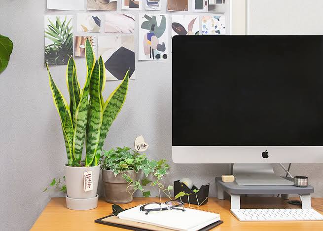 List Of Indoor Plants For Office Desk Urban Plants Urban Plants™ 0219