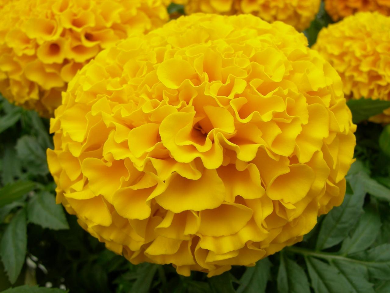 Marigold Benefits in the Garden | Marigold Uses - Urban Plants™