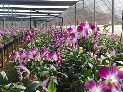 Orchid Farming Business Plan: Strategic Changes for Increased Profitability