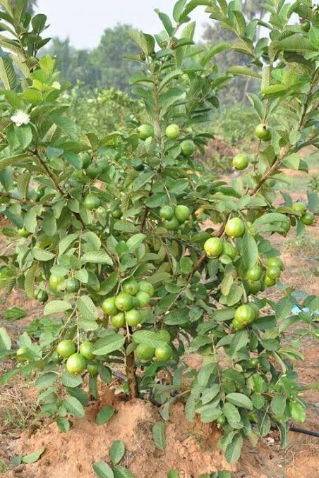 Thai White Guava Tree Harvesting And Pruning - Urban Plants - Urban Plants™