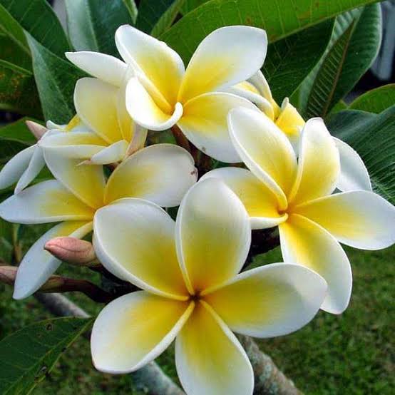 Types of Plumeria and Their Characteristics - Urban plants - Urban Plants™