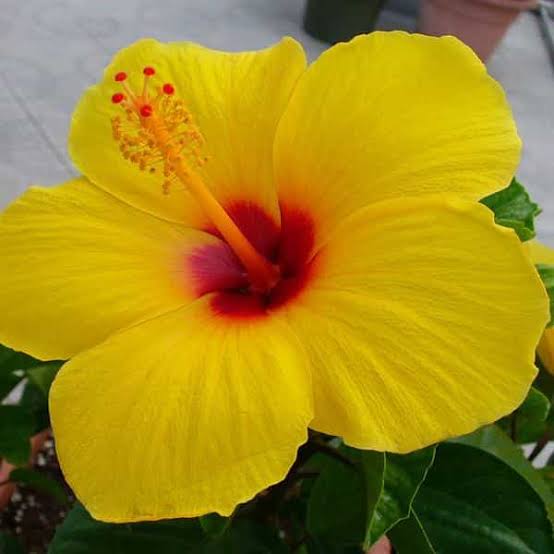 Yellow Hibiscus Tips And Care Urban Plants Urban Plants™ 0084