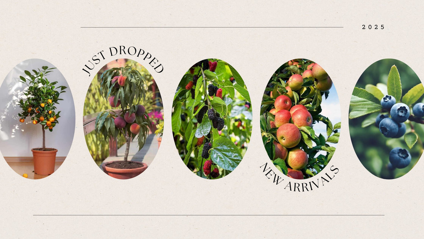 Fruit Plants- Exclusive