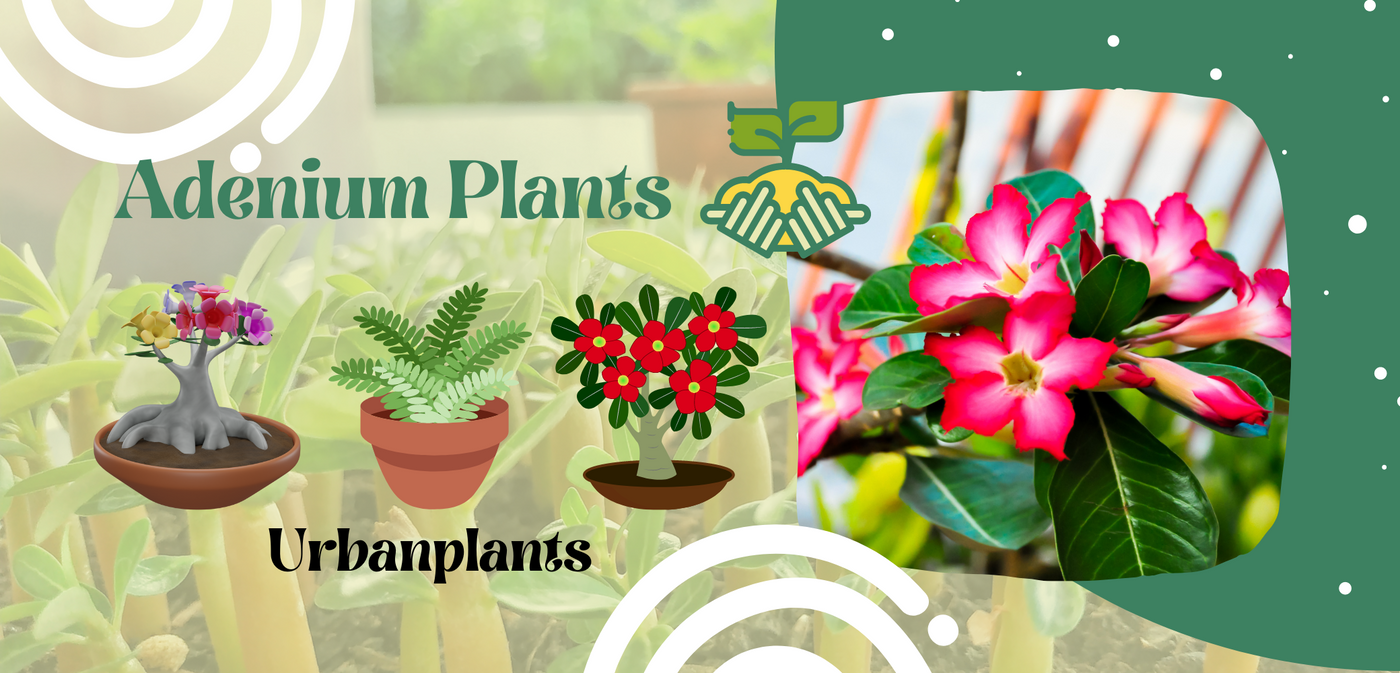Adenium Plants