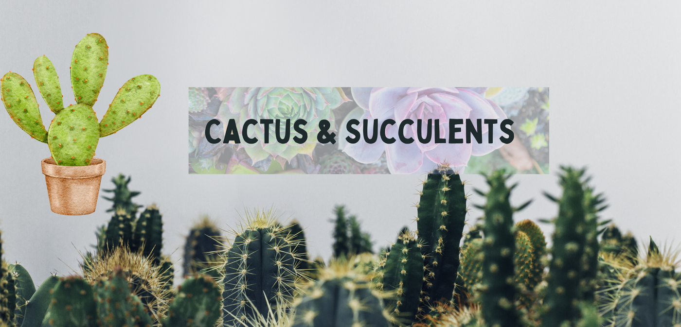 Cactus & Succulents Plant