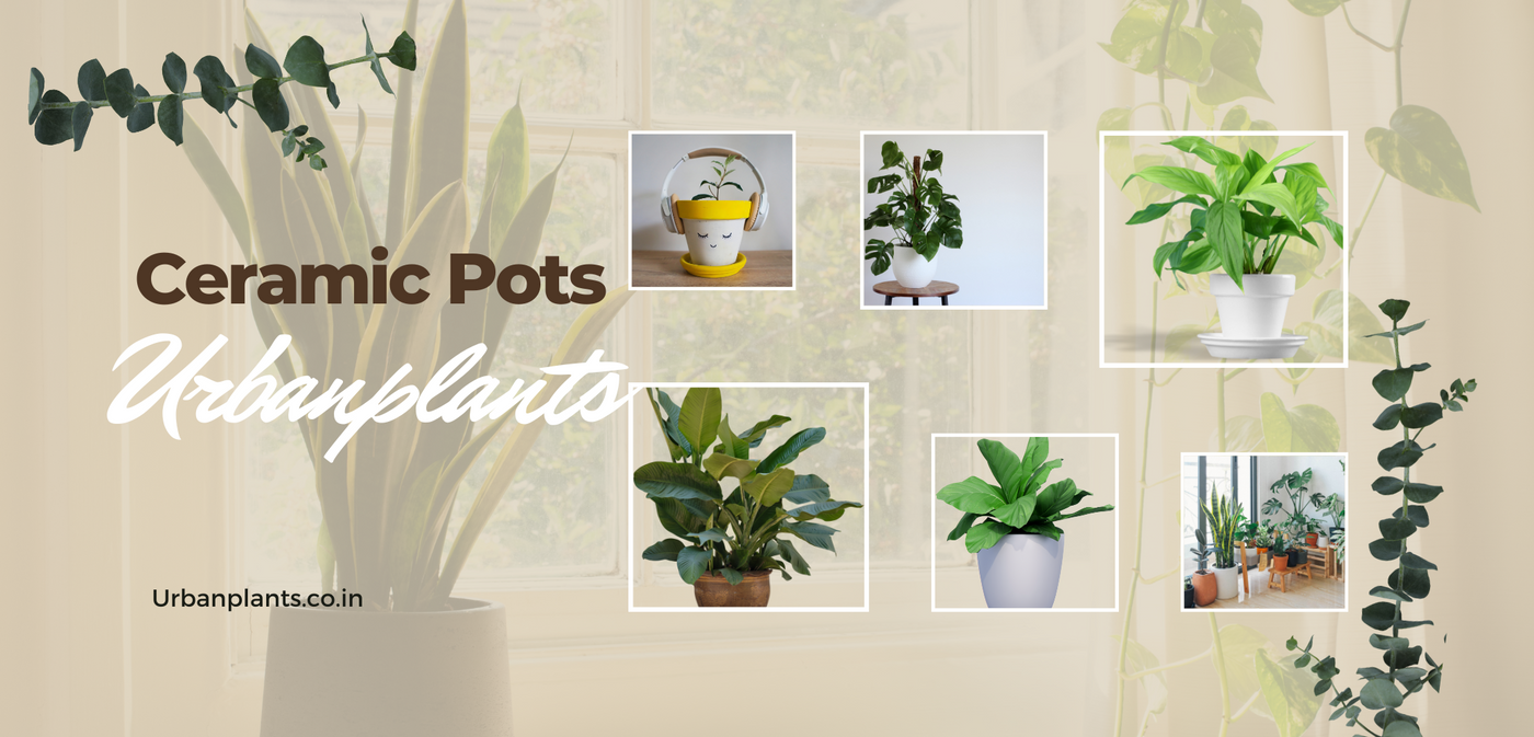 Ceramic-pots-Urban-plants