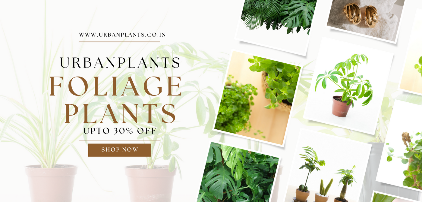 foliage-Plants-Urban-Plants
